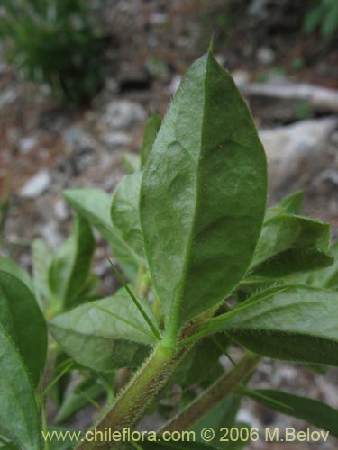 Image of Dasyphyllum diacanthoides (Trevo / Palo santo / Palo blanco / Tayu). Click to enlarge parts of image.